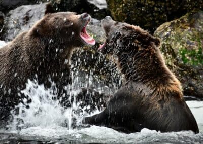 Zwei Bären kämpfen mit aufgerissenem Maul im Wasser