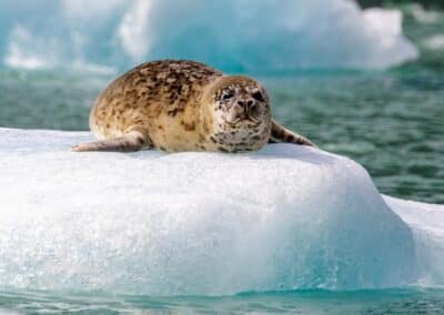 Ein Seehund liegt auf einer Eisscholle