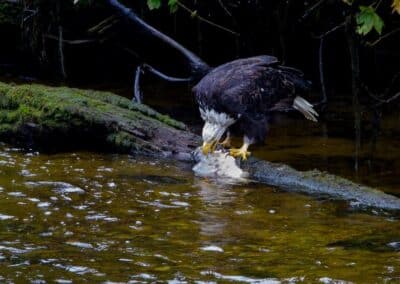Ein Weißkopfseeadler sitzt am Ufer und frisst