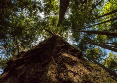 Ein großer Baum von unten entlang des Stamms fotografiert