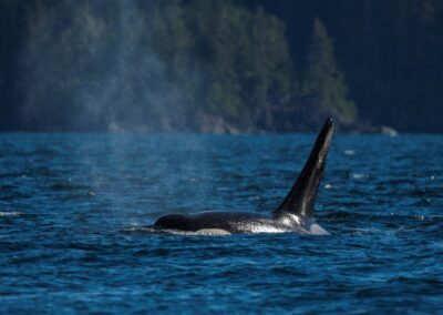 Ein Orca taucht auf.
