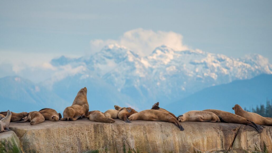 Seelöwen liegen auf einem flachen Felsen, dahinter erheben sich schneebedeckte Berge.