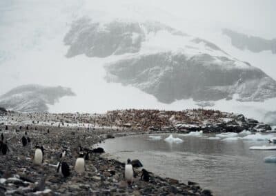 Gentoo penguins on a rocky coast