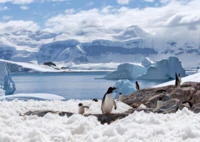 Gentoo penguins in an area covered with snow and rocks