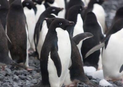 Adelie penguins