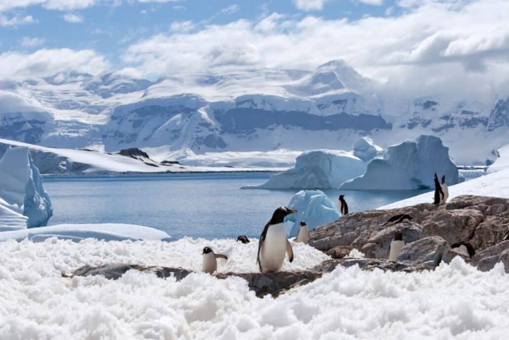 Pinguine watscheln an einer Küste mit Eis und Felsen