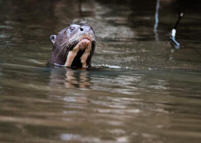 Ein Riesenotter streckt den Kopf aus dem Wasser