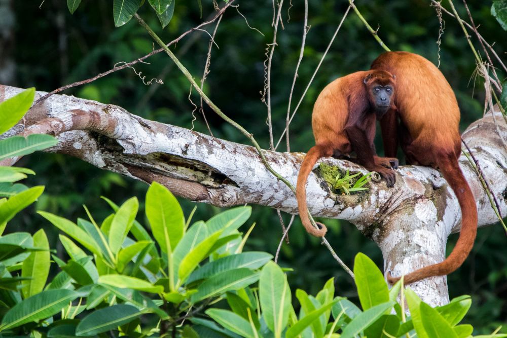 anakonda-amazonas-eduador_roter-bruellaffe_anakonda-amazon-cruises Zwei rotbraune Affen mit langem Schwarz auf einem Ast
