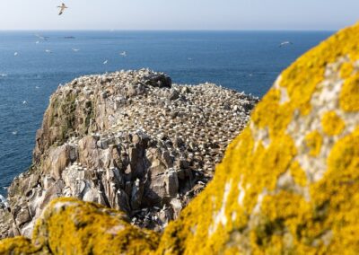 Basstölpel-Kolonie auf den Saltee Islands vor der Küste Irlands