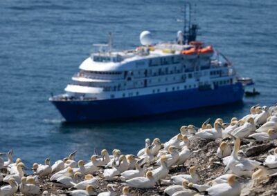 Basstölpel umkreisen die MS Sea Spirit auf einer Britische-Inseln-Reise