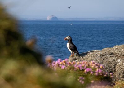 Papageitaucher auf dem Bass Rock vor der Küste Schottlands