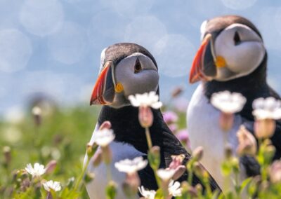 Papageitaucher-Paar Schnabel an Schnabel auf einer Klippe