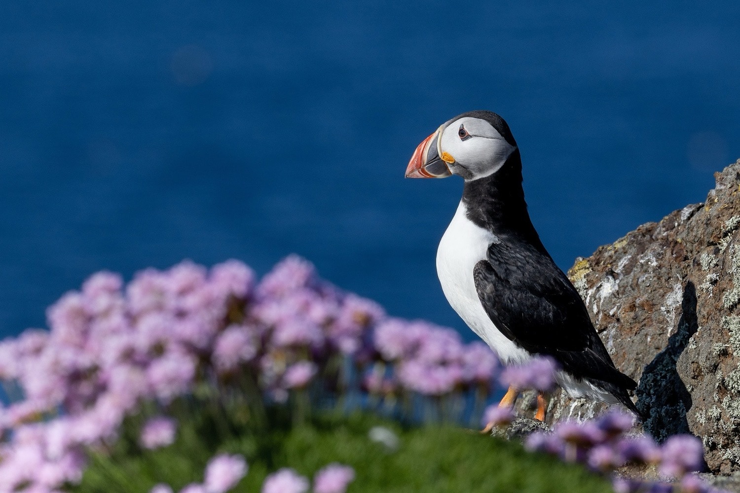 Puffin zwischen Wildblumen auf den britischen Inseln