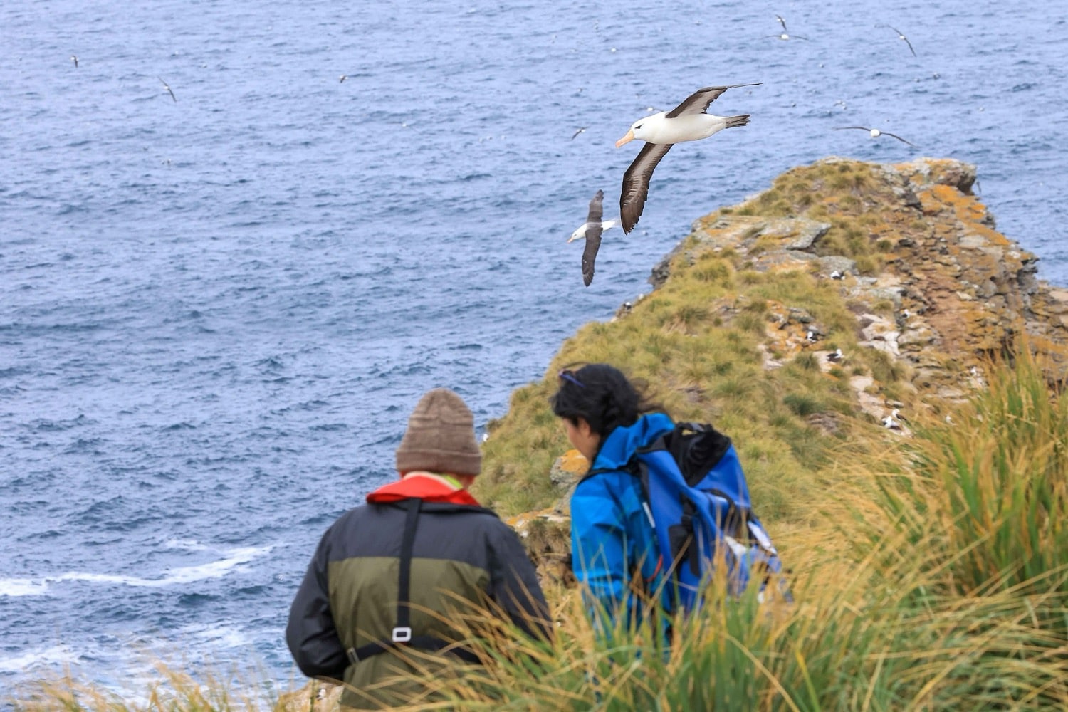 Schwarzbrauen-Albatrosse fliegen über die Klippen der Falklandinseln Schwarzbrauen-Albatrosse fliegen über die Klippen der Falklandinseln