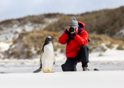 Eselspinguin in Nahaufnahme auf den Falklandinseln
