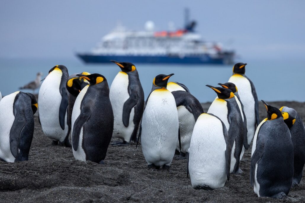 Königspinguine am Strand mit der MS Sea Spirit im Hintergrund