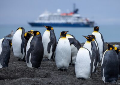 Königspinguine am Strand mit der MS Sea Spirit im Hintergrund