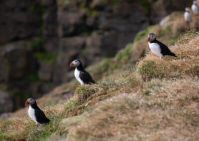 Puffins on the cliffs of Grímsey