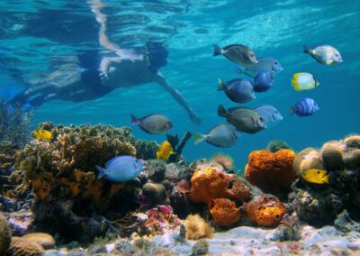 Buntes Korallenriff mit tropischen Fischen in Bocas del Toro Panama