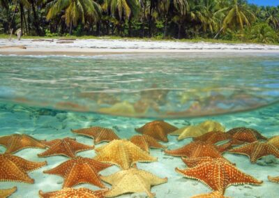 Seesterne im flachen türkisfarbenen Wasser vor der Privatinsel in Bocas del Toro Panama
