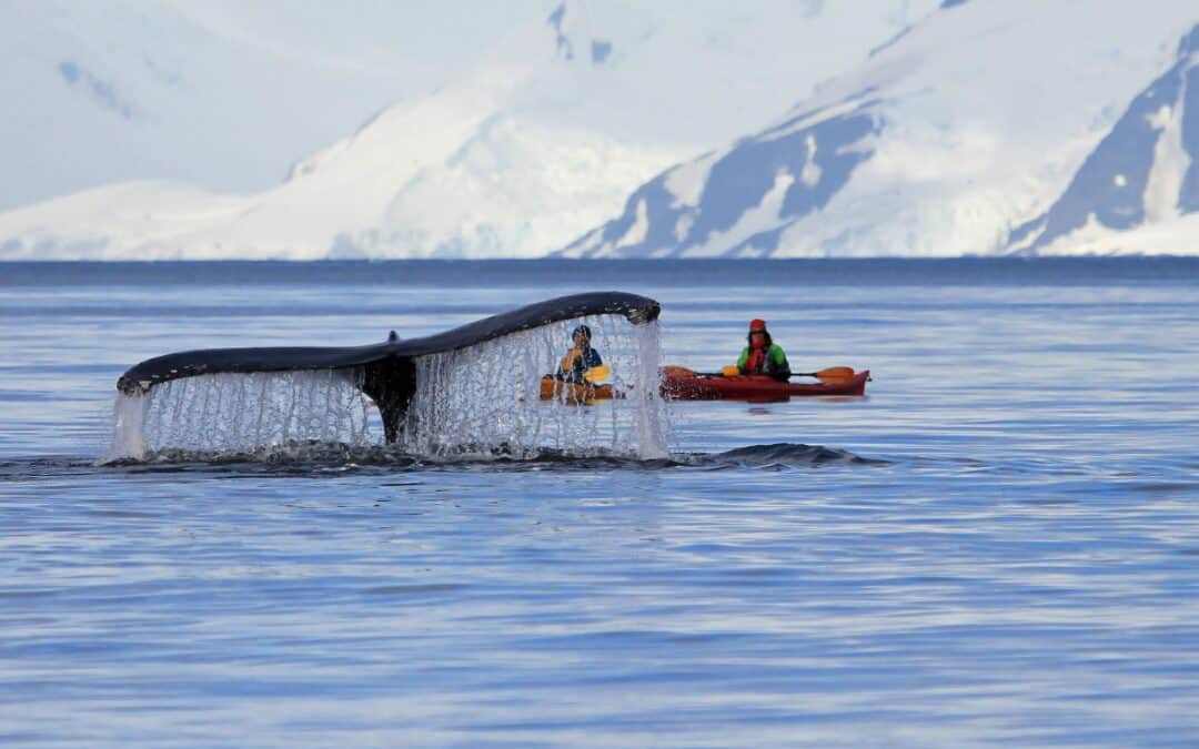 Wal- und Wissenschaftsexpedition in der Antarktis | Aurora Australis