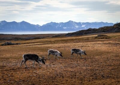 Three Svalbard reindeer graze in the Arctic tundra