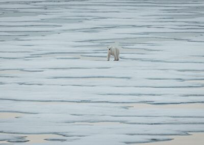 A polar bear alone on the vast Arctic pack ice