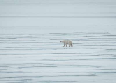 A polar bear wanders across the Arctic pack ice at the edge of the polar ice cap