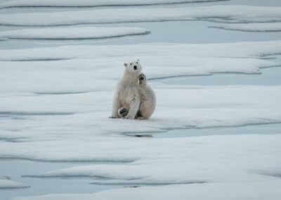 A polar bear sits on the pack ice and looks at the camera