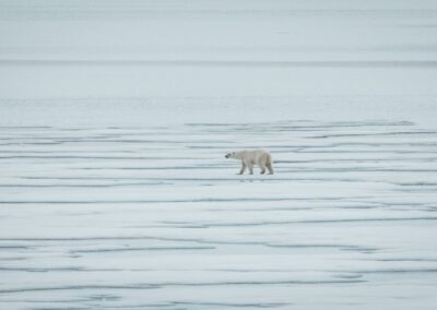 Eisbär auf treibender Packeisscholle nördlich von Spitzbergen
