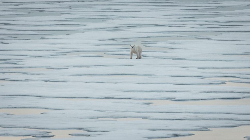 Eisbär durchquert weite Packeislandschaft am Polareis nördlich von Spitzbergen
