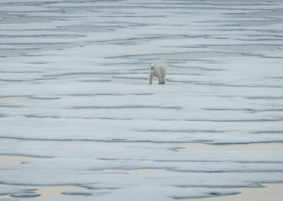 Eisbär durchquert weite Packeislandschaft am Polareis nördlich von Spitzbergen