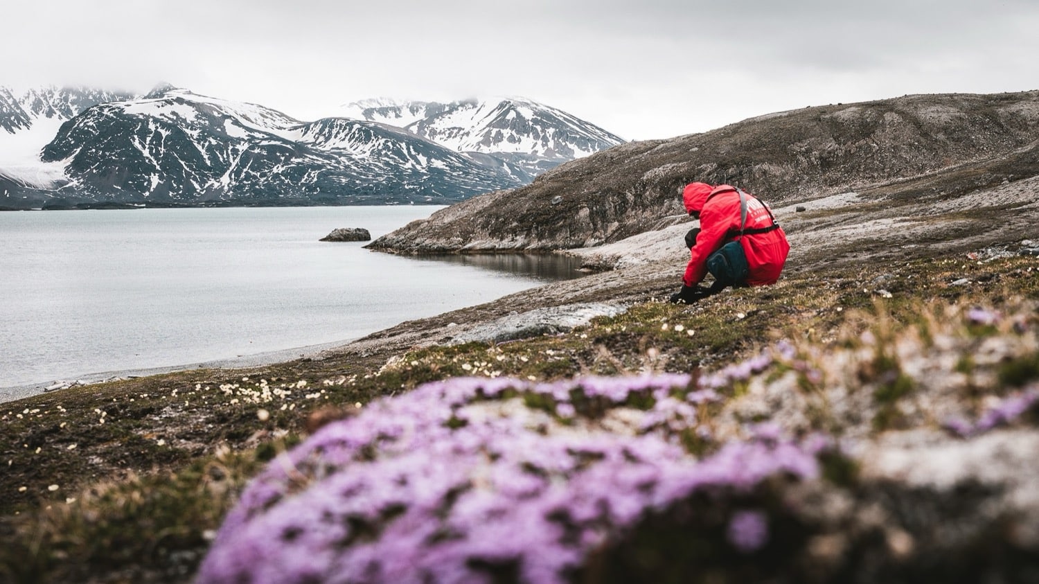Passagier fotografiert arktische Blumen am Fjord auf Spitzbergen