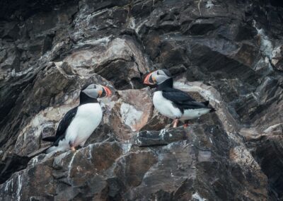 Papageitaucher-Paar auf einer Felsklippe in Spitzbergen
