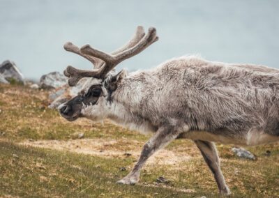Nahaufnahme eines Spitzbergen-Rentiers in der arktischen Tundra