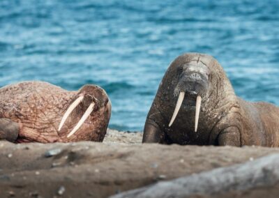 Gruppe ruhender Walrosse am Strand von Prins Karls Forland auf Spitzbergen