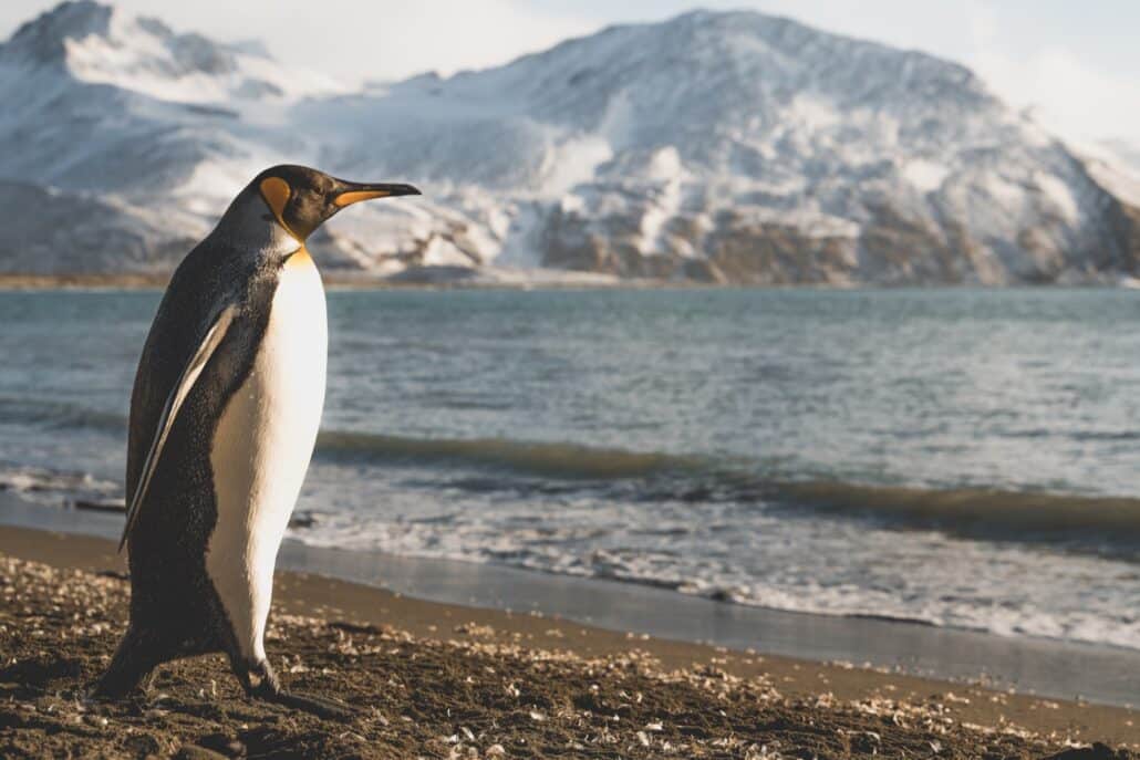 Einzelner Königspinguin am Kiesstrand vor brechender Welle und schneebedecktem Berg