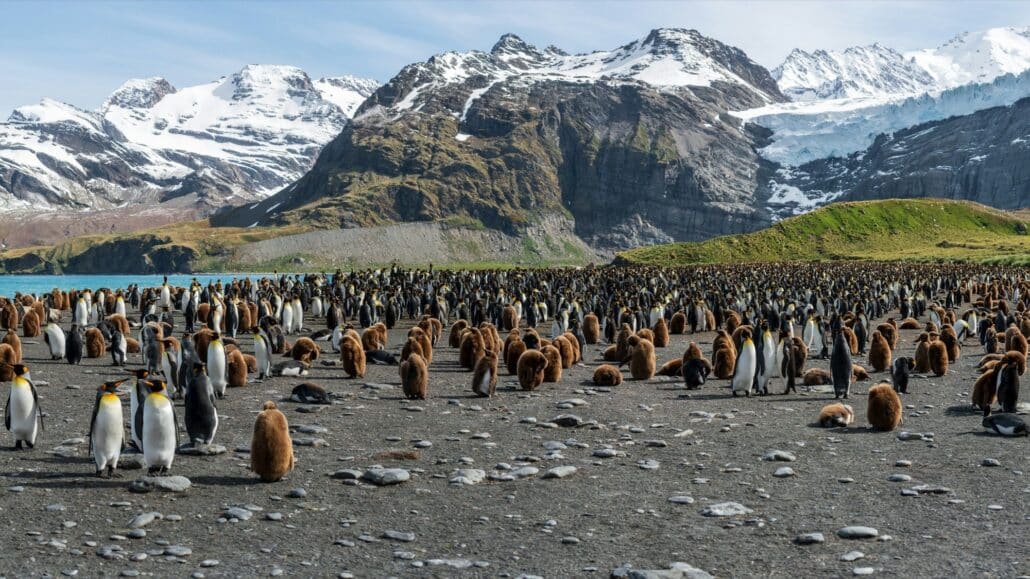 Riesige Königspinguin-Kolonie mit Erwachsenen und braunen Küken am Strand vor schneebedeckten Bergen auf Südgeorgien