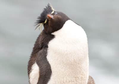 Rockhopper penguin on a Falkland Island