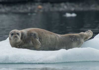 Bartrobbe ruht auf einer Eisscholle vor Spitzbergen