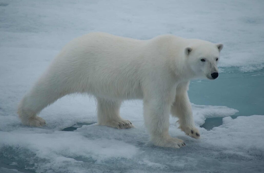 Eisbär läuft über Packeis nördlich von Spitzbergen