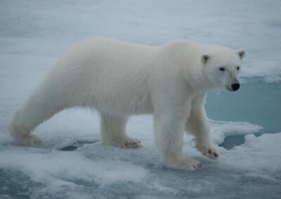 Eisbär läuft über Packeis nördlich von Spitzbergen