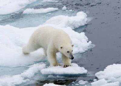Eisbär an der Küste des Raudfjorden im Norden Spitzbergens