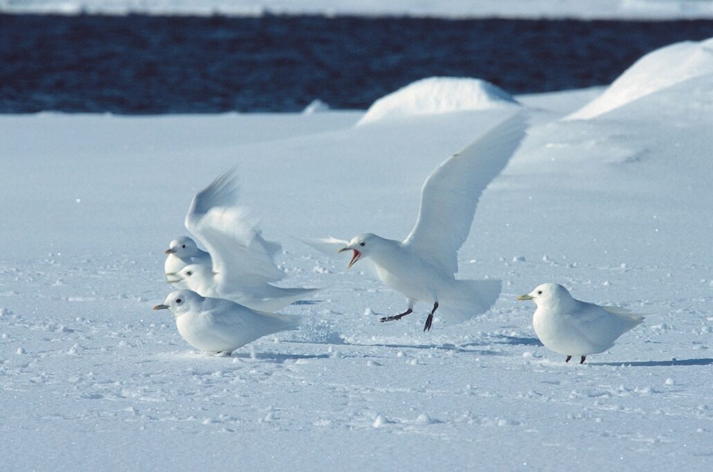Ivory gulls at the edge of the pack ice off Spitsbergen