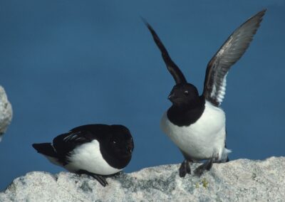 Krabbentaucher-Paar sitzt auf Felsen einer Vogelkolonie auf Spitzbergen