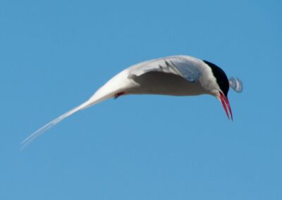 Küstenseeschwalbe im Flug über Spitzbergen