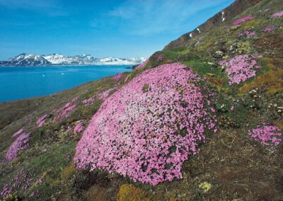 Purpur-Steinbrech blüht in der Tundra auf Spitzbergen
