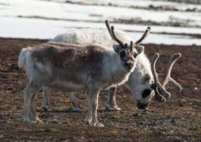 Svalbard-Rentier grast in der polaren Tundra auf Spitzbergen