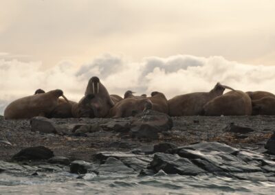 Gruppe ruhender Walrosse an einem felsigen Strand auf Spitzbergen