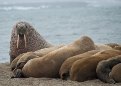 Gruppe ruhender Walrosse an Poolepynten im Forlandsundet, Spitzbergen